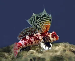 Synchiropus marmoratus