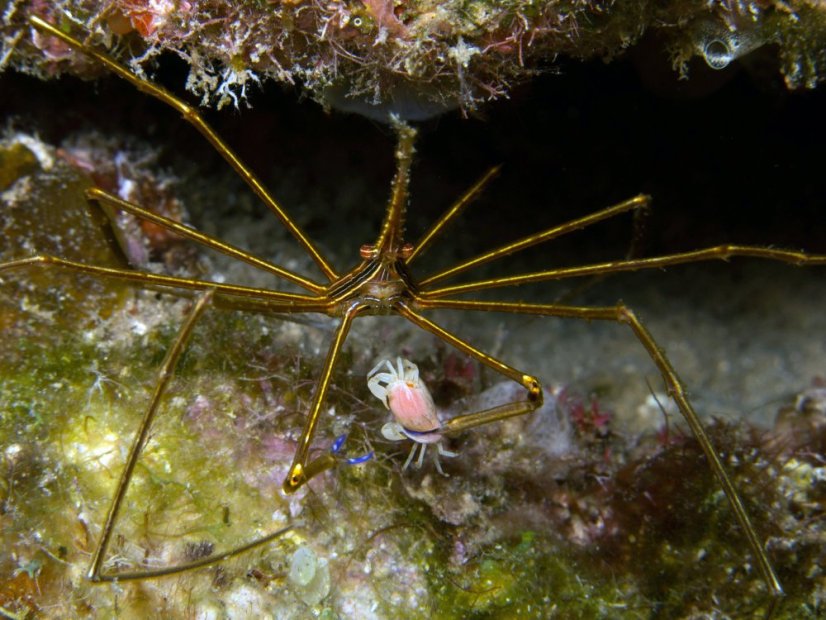 stenorhynchus seticornis2