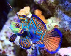Synchiropus splendidus