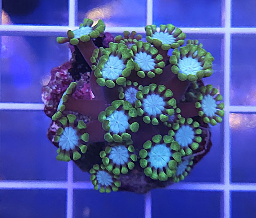 Alveopora tizardi Mint