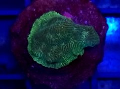 Leptoseris GREEN