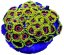 Clipped image 20240323 074029