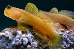 cryptocentrus cinctus pair