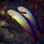 nemateleotris exquisita3