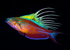 Paracheilinus filamentosus1
