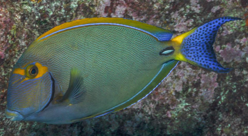 Acanthurus dussumieri