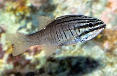 Ostorhinchus (Apogon) oxina