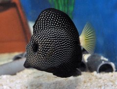 Zebrasoma gemmatum