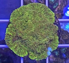 Favia sp. GOLD