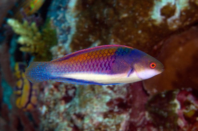 c.cyanopleura