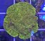 Favia sp. GOLD