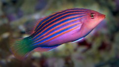 pseudocheilinus hexataenia