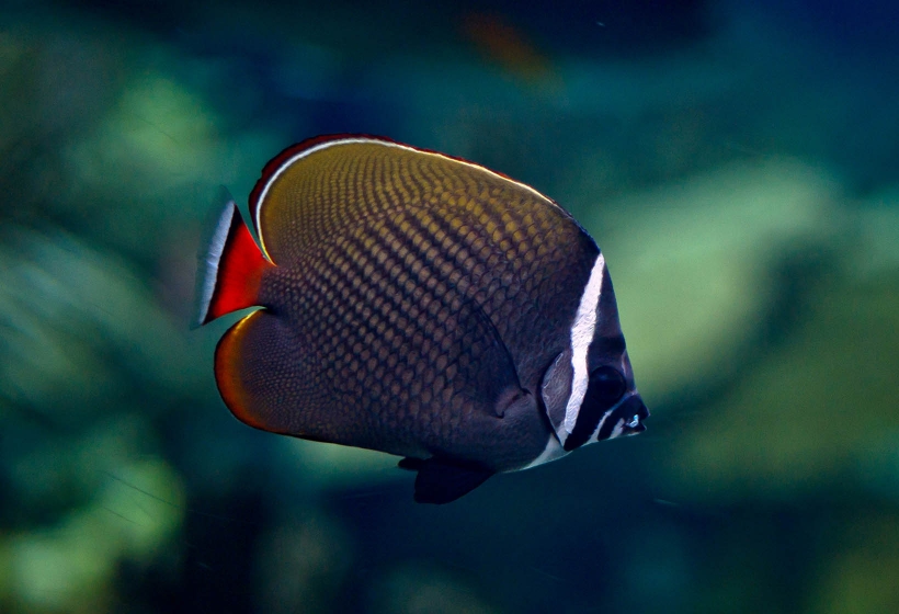 chaetodon collare pedro a pina