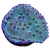 Turbinaria