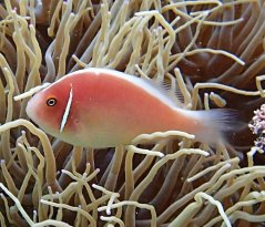 Amphiprion perideraion