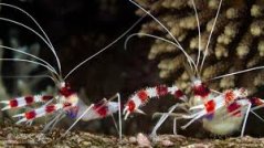 stenopus hispidus2