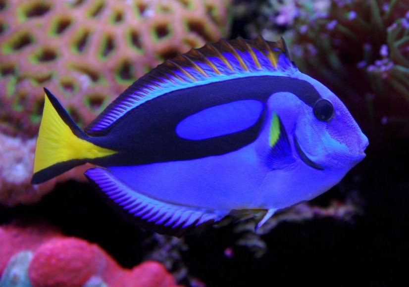 p. hepatus