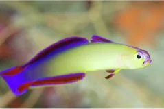 Nemateleotris exquisita
