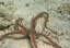 Ophiomastix annulosa
