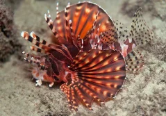 Dendrochirus zebra 6 cm