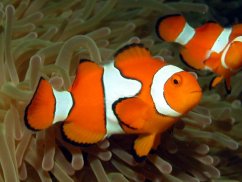 percula