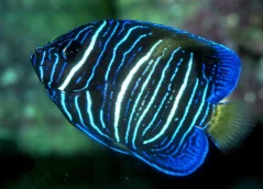 Pomacanthus maculosus