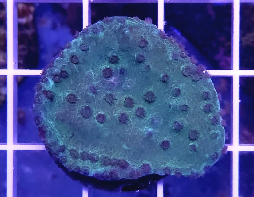 Turbinaria stellulata GREEN/PURPLE