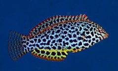 Macropharyngodon meleagris