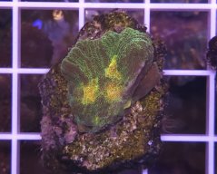 Pectinia alcicornis SPACE INVADER