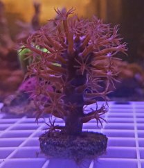 Plexaurella nutans