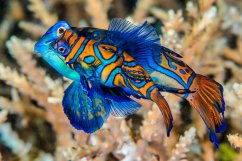 s. splendidus pair