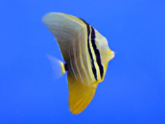 Zebrasoma veliferum