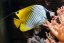 Chaetodon auriga2