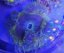 Epicystis crucifer ULTRA (Rock flower anemone)