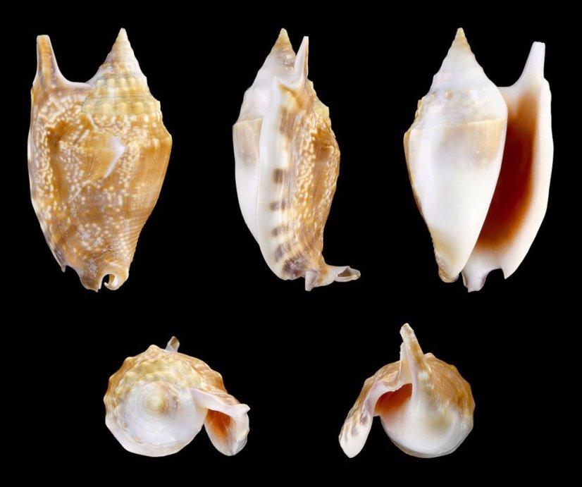 strombus bulla3