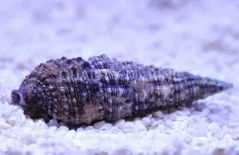 Cerithium caeruleum