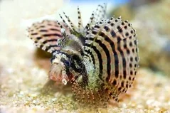 Dendrochirus brachypterus 6 cm