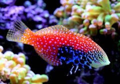 Macropharyngodon Bipartis