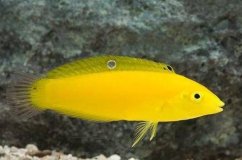 Halichoeres chrysus Halichoeres chrysus