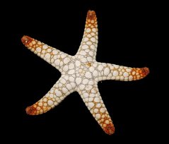 Fromia elegans