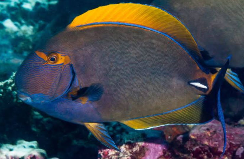Acanthurus dussumieri