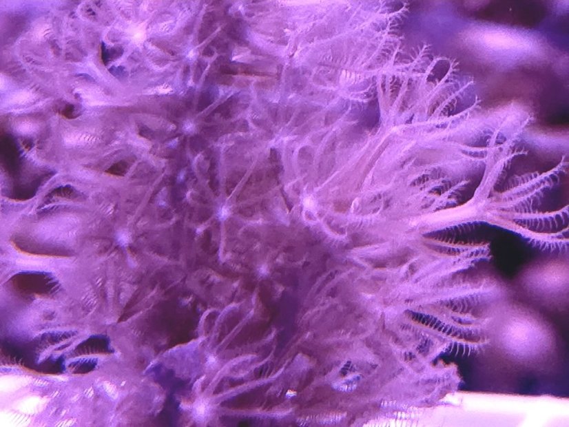 Plexaurella dichotoma