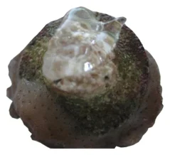 Seachem Reef Glue - korallragasztó