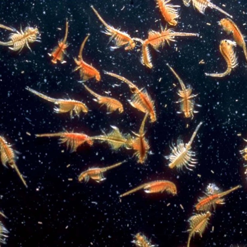 live brine shrimp 6