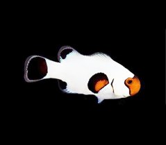 Amphiprion ocellaris Wyoming white