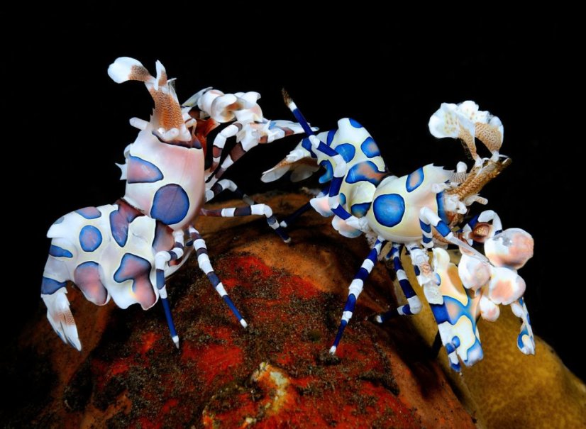 Hymenocera picta3