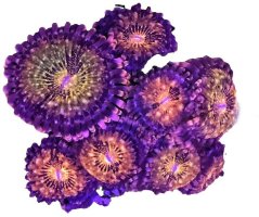 Zoanthus PANDORA
