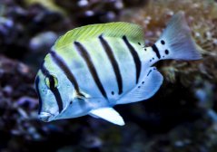 Acanthurus triostegus