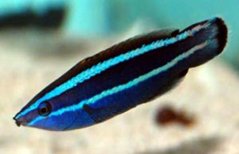 Larabicus quadrilineatus.2