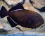 Melichthys indicus 10-12 cm